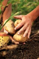 Digging potatoes