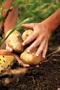 Digging potatoes by Besa Art thumbnail