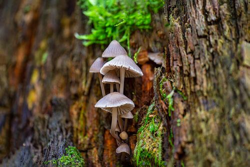 Des champignons poussent sur un tronc d'arbre moussu