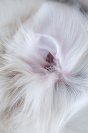 Detailfotografie - Hund