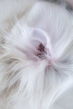 Detailfotografie - Hund