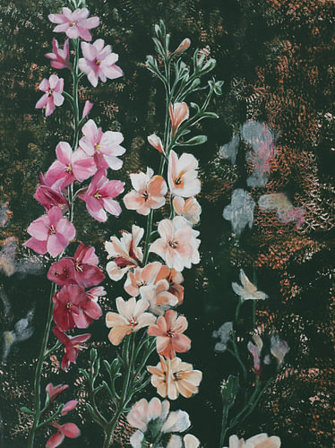 Pink flowers against a dark green background