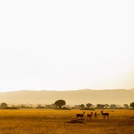 A beautiful golden hour shot during a safari in Uganda by Laurien Blom