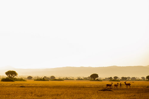 A beautiful golden hour shot during a safari in Uganda