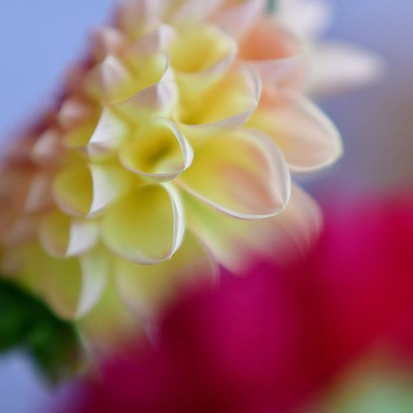 dahlia, impressionism by appie bonis