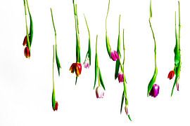 Vliegende tulpen van Christop.nl