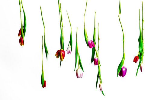 Vliegende tulpen van Christop.nl