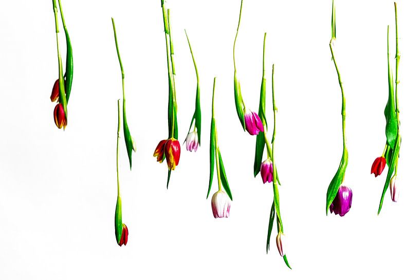 Flying tulips by Christop.nl