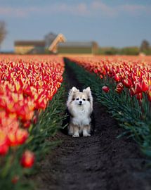 Freund des Floristen von Pictures by Annick