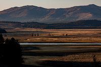 Sunrise Yellowstone