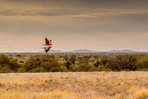 Twee vliegende roze kaketoes in Australische outback