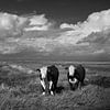 Cows on Groningen's salt marshes by Bo Scheeringa Photography