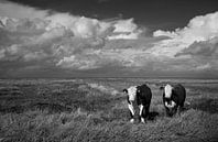 Cows on Groningen's salt marshes by Bo Scheeringa Photography thumbnail