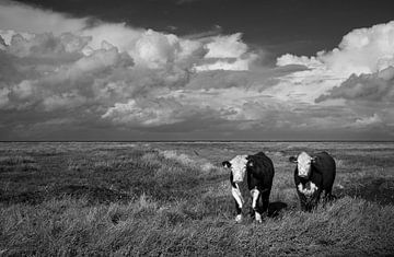 Cows on Groningen's salt marshes by Bo Scheeringa Photography
