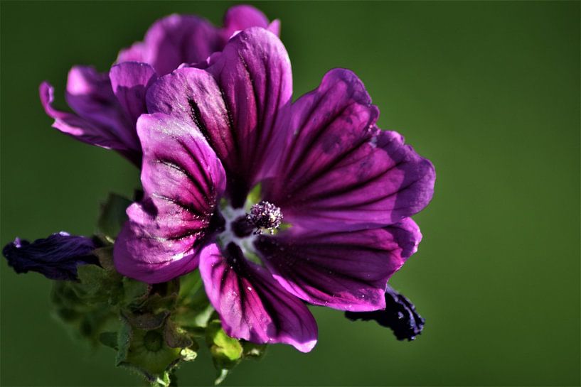 Joy of Flowers by Ramona Peter