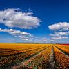 Champs de tulipes en fleurs dans la campagne de Groningue sur Gert Hilbink
