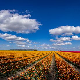 Bloeiende tulpenvelden in het Groninger land van Gert Hilbink