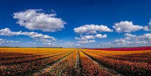 Blühende Tulpenfelder in der Landschaft von Groningen