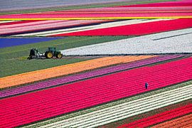 .Pays-Bas, Egmond aan Zee, champs de tulipes en fleurs sur Frans Lemmens