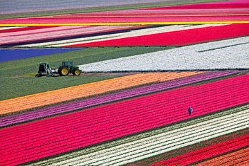 .Niederlande, Egmond aan Zee, blühende Tulpenfelder