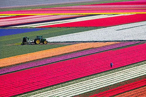 .Niederlande, Egmond aan Zee, blühende Tulpenfelder von Frans Lemmens