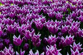 purple tulips with white edge in tulip field at Keukenhof by Margriet Hulsker