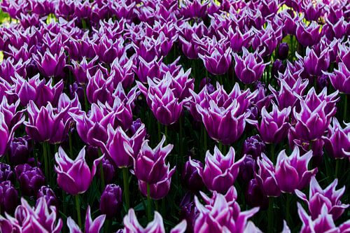 purple tulips with white edge in tulip field at Keukenhof