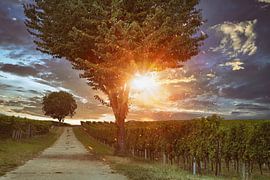 Wijngaarden in de Zuidelijke Pfalz van Norman Krauß