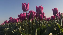 1...2...3...en vele meer! von Arjan van Dam