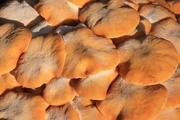 Bruine herfst paddenstoelen