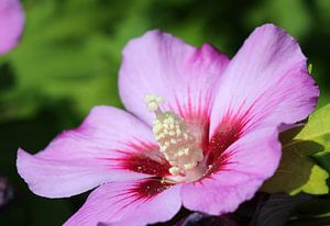Hibiscus arbustif