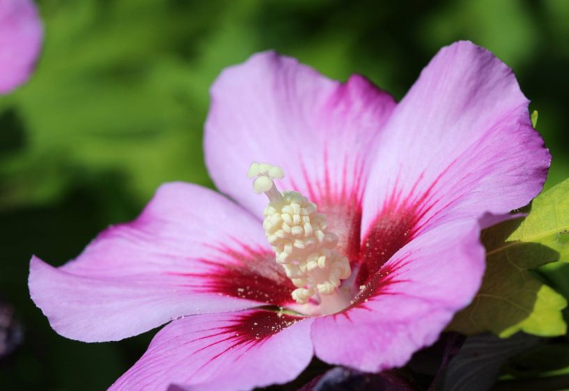 Struikibis van Matthias Brix