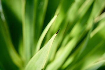 Agave leaves by Heiko Kueverling