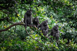 Monkey family