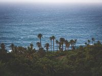 Palmiers au bord de l'océan - Tenerife Dreaming