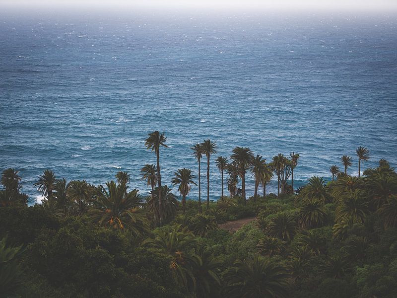 Palmiers au bord de l'océan - Tenerife Dreaming par Aurica Voss
