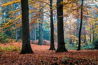 Autumn Trees van William Mevissen thumbnail