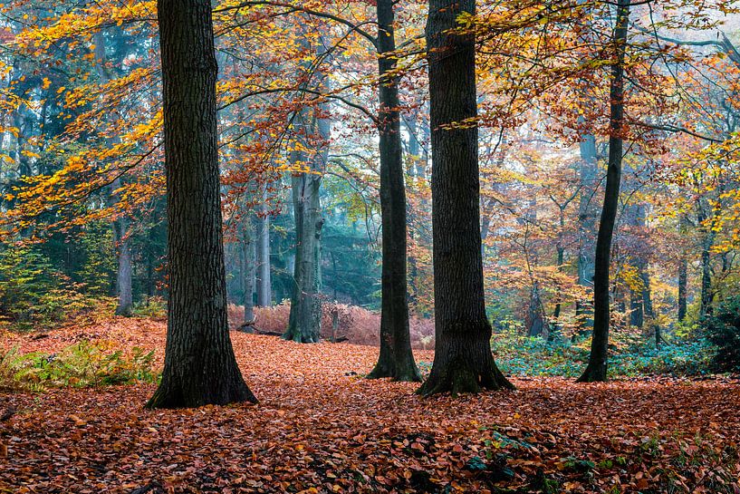 Autumn Trees van William Mevissen