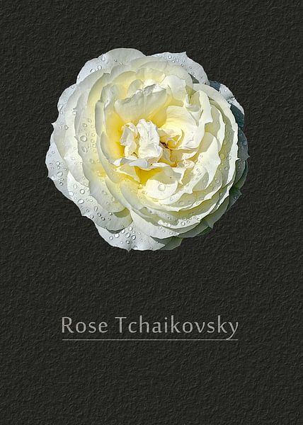 Rose Tschaikowsky von Leopold Brix