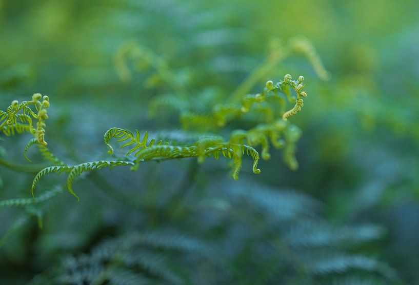 Ferns Dwingelderveld - Drenthe (Netherlands) by Marcel Kerdijk