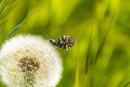 Orange Spitze auf Löwenzahn von Michael van Eijk