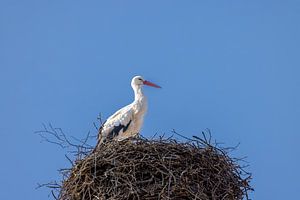 Der hübsche Storch in seinem Nest. de mooie ooievaar in zijn nest   la jolie cigogne dans son nid