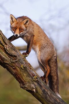 Climbing in a tree van Pim Leijen