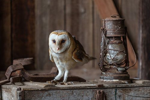 Kerkuil in oude schuur.