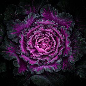 Blumen im Hinterhof Nr. 99 Farbversion von The Learning Curve Photography