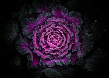 Backyard Flowers No 99 Color Version