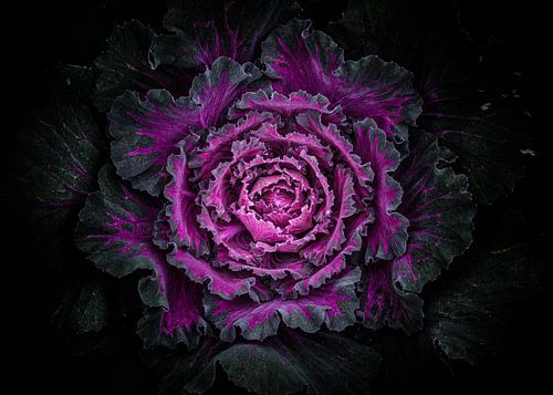 Backyard Flowers No 99 Color Version by The Learning Curve Photography