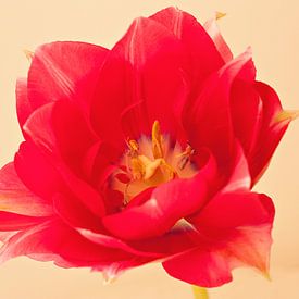 Red tulip von Anneke Verweij