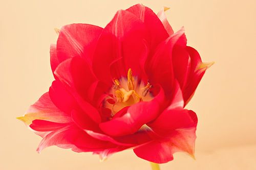 Red tulip by Anneke Verweij