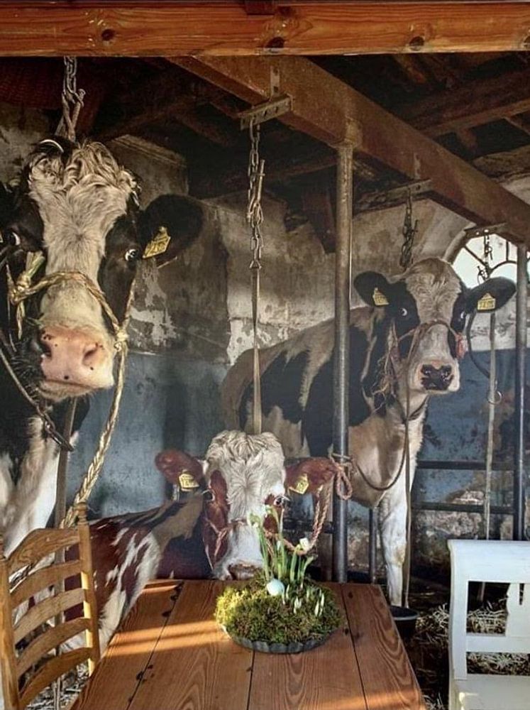 Kuhe im alten Kuhstal von Inge Jansen